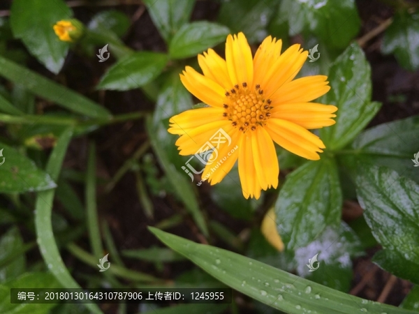 太陽花