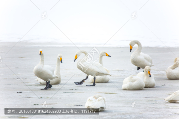 榮成天鵝