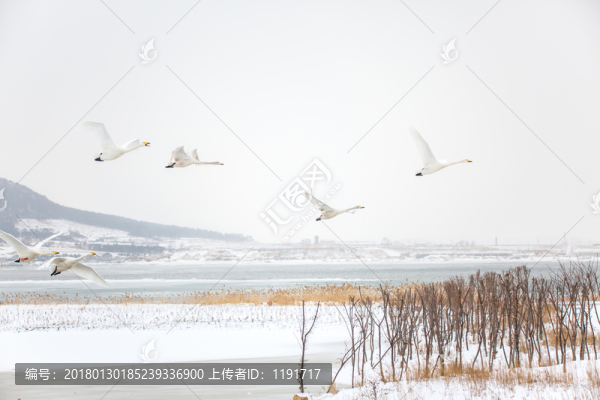 榮成天鵝