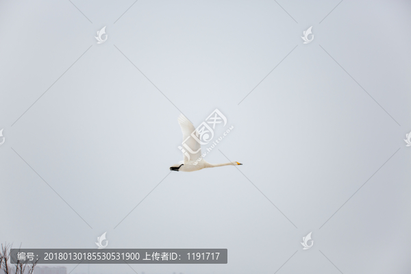 榮成天鵝