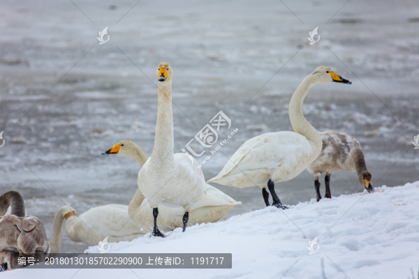 榮成天鵝