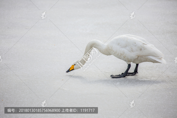 榮成天鵝