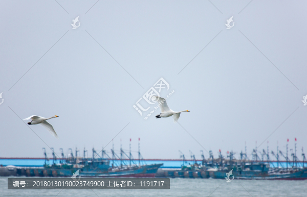榮成天鵝