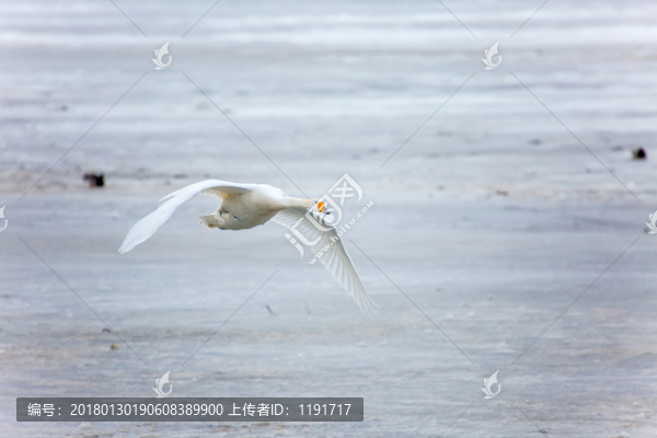 榮成天鵝