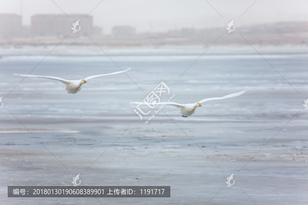 榮成天鵝