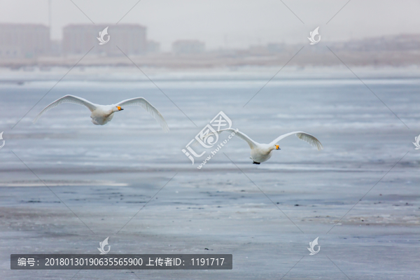 榮成天鵝
