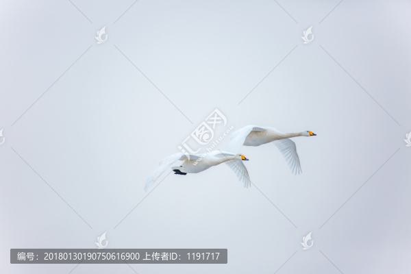 榮成天鵝