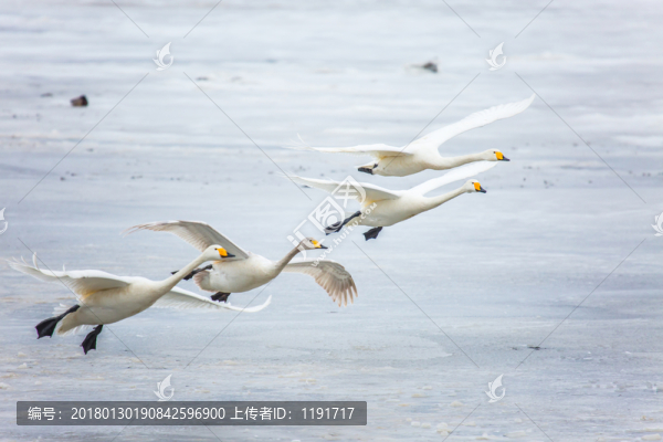 榮成天鵝