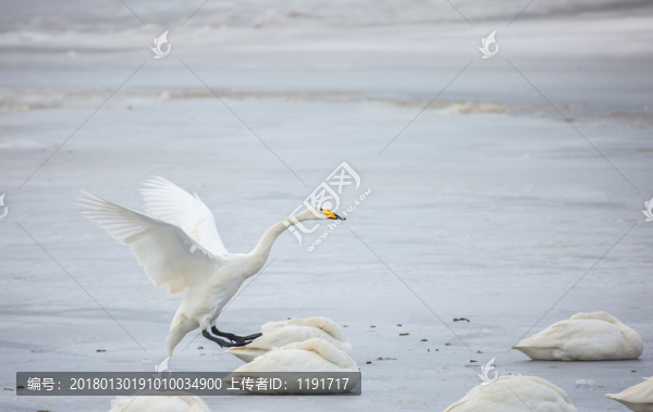 榮成天鵝