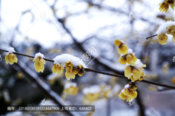 雪中臘梅花