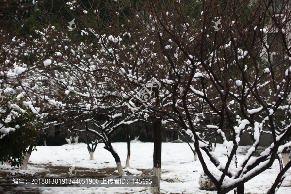 白雪樹干