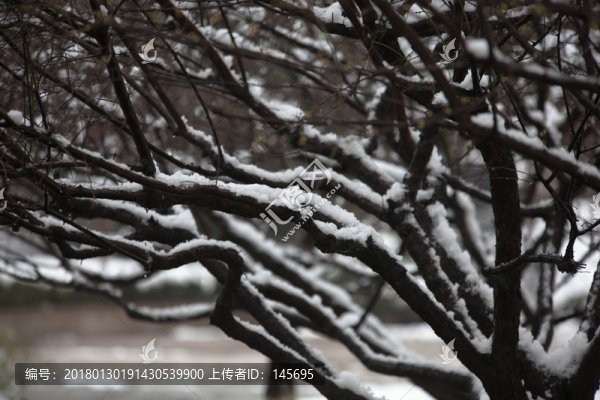 白雪樹干