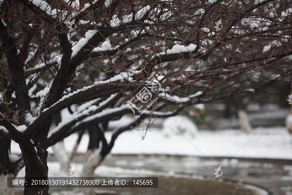 白雪樹干