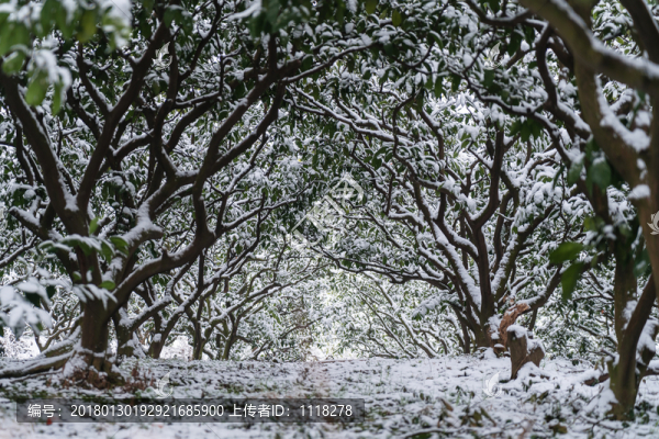 雪景