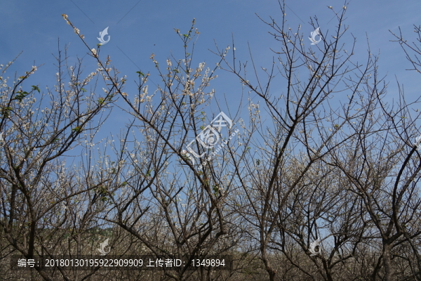 梅樹林