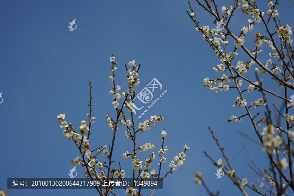 梅花