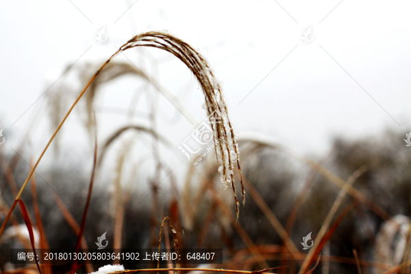 雪中蘆葦