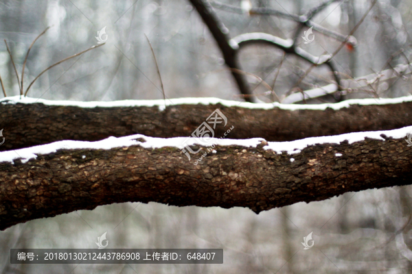 積雪的樹(shù)枝