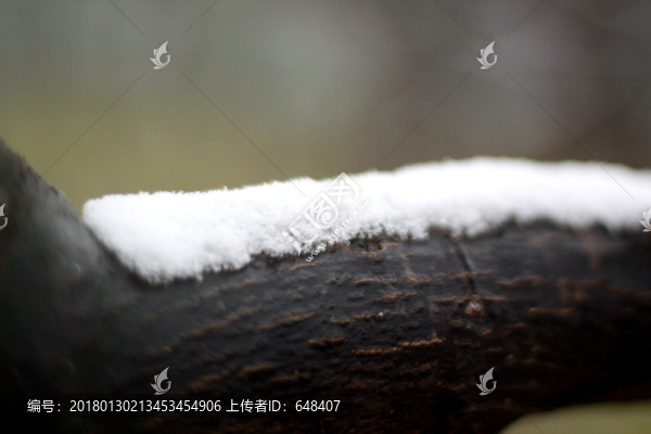 積雪的樹(shù)枝