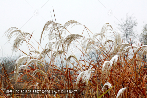雪中蘆葦