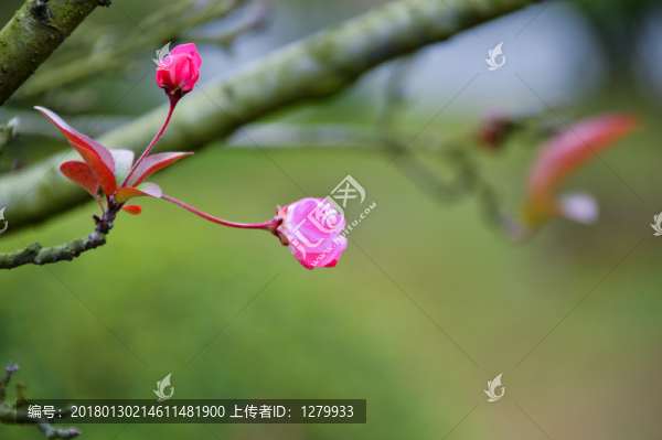 海棠花