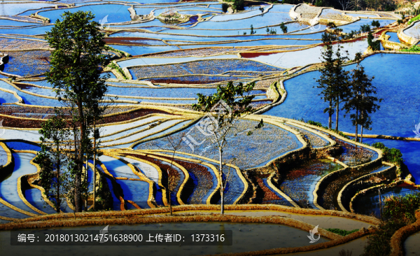 元陽(yáng)梯田