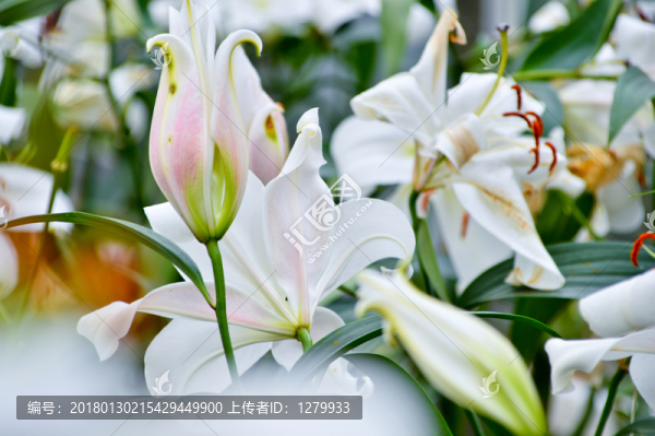 百合花