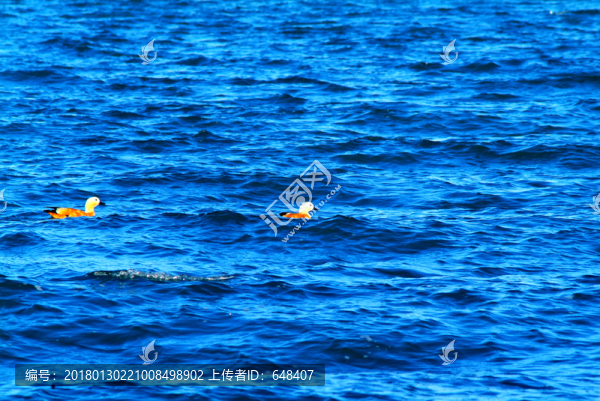 青海湖的野鴨