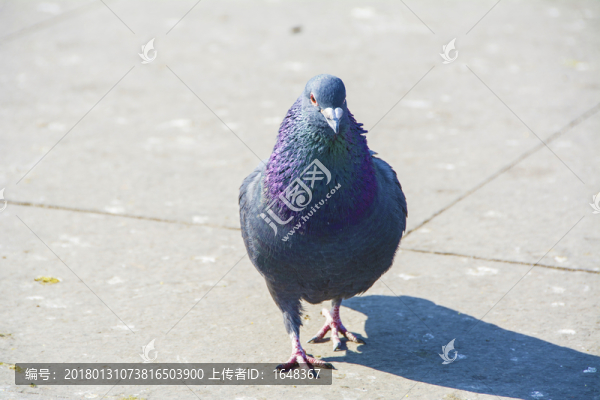 灰黑色的鴿子