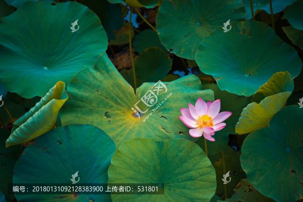 荷花荷葉