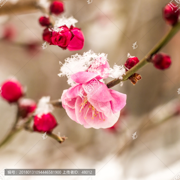 梅花雪中艷