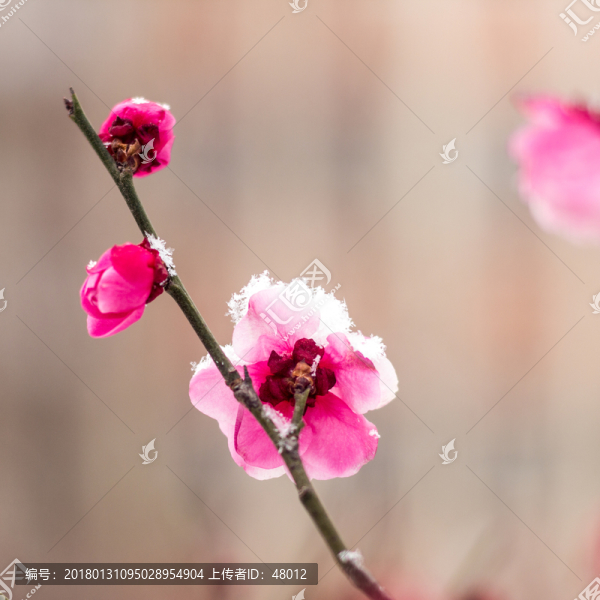 一枝梅