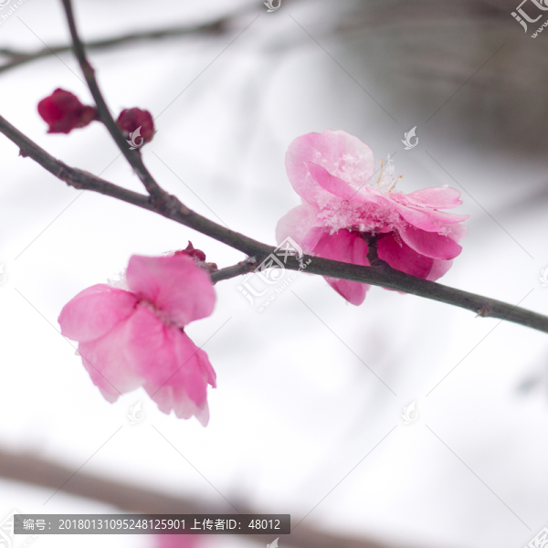 雪中紅梅