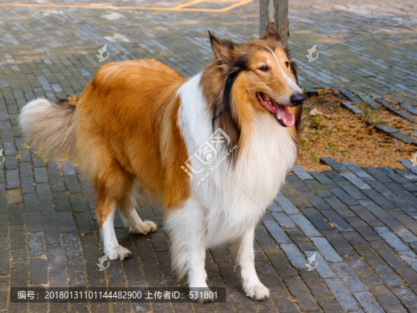 蘇格蘭牧羊犬