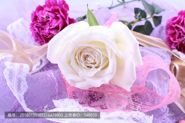 白玫瑰