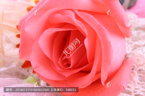 粉色玫瑰花