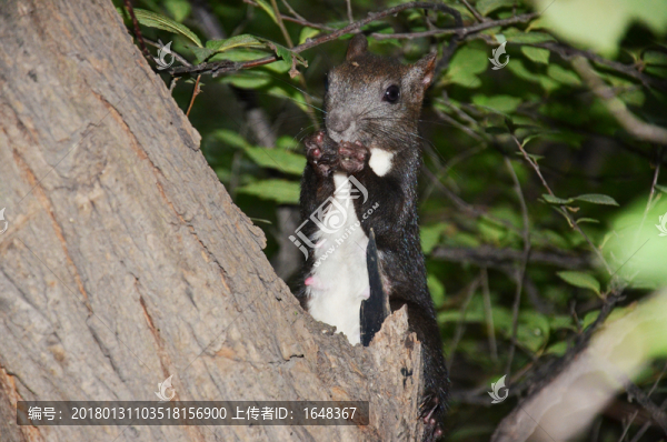 樹干上的松鼠-匯圖網(wǎng) www.fosd68.com 樹干上的松鼠