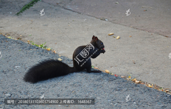 路邊松鼠吃食