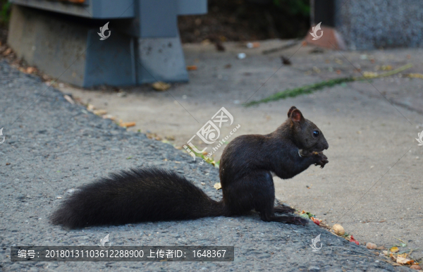 路邊松鼠吃食