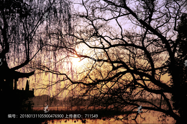 西湖冬天枯樹