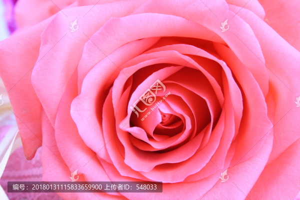 玫瑰花