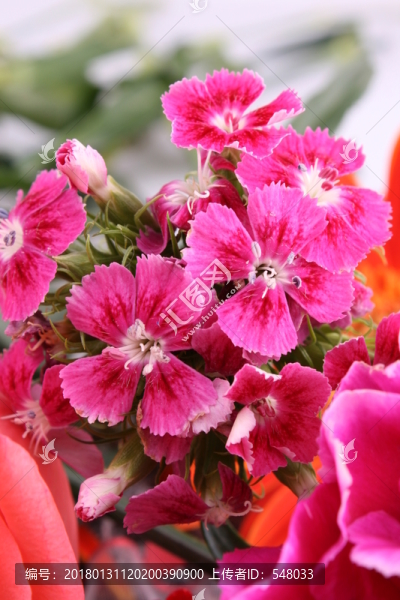 花叢