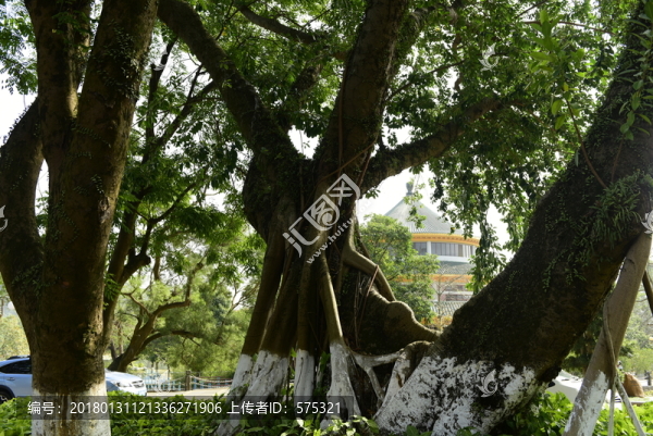 大榕樹