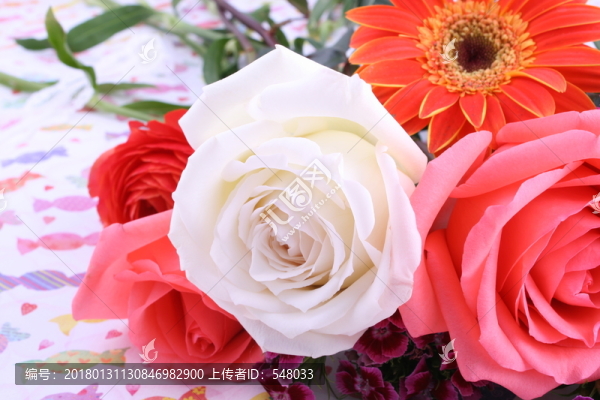 玫瑰花