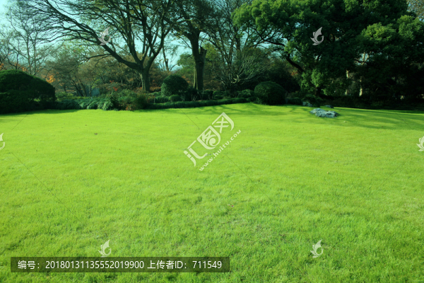 綠草坪,草地
