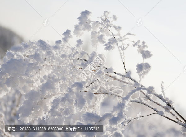 雪域霧凇