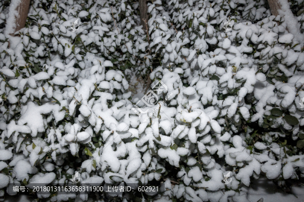 冬青上的雪