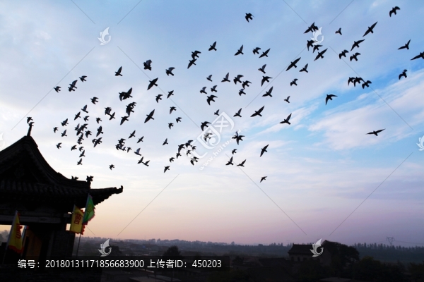 鳥,群鳥