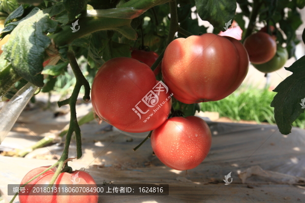 西紅柿,有機(jī)蔬菜