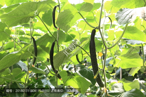 黃瓜,有機蔬菜